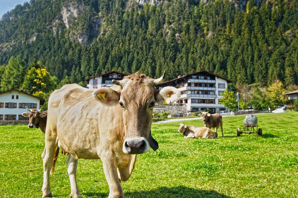 Familotel Bavaria Pfronten-Familien Hotel-Alles Inklusive Konzept Ngoại thất bức ảnh